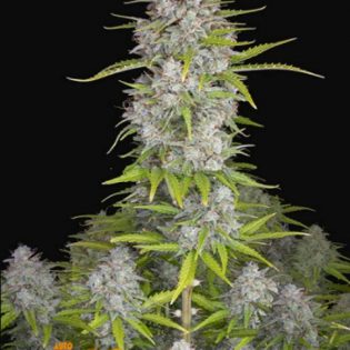orange sherbet auto